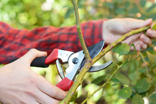 istock Pruning and Training Climbing Roses with Garden Pruning Scissors. Pruning climbing roses is a little different from pruning other roses. 901996646