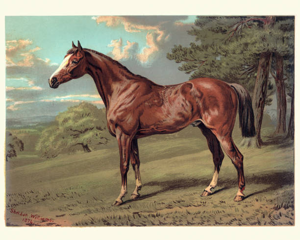 illustrations, cliparts, dessins animés et icônes de cheval, stilton un chasseur, xixe siècle - cheval
