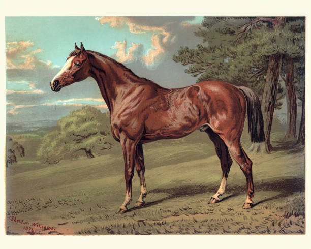ilustrações de stock, clip art, desenhos animados e ícones de horse, stilton a hunter, 19th century - painting