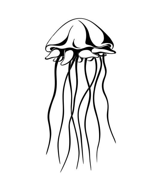 jellyfish, ink hand drawn vector illustration vector art illustration