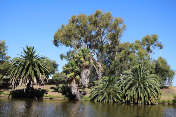 istock Pond in Kings Park in Perth, Western Australia 902002770