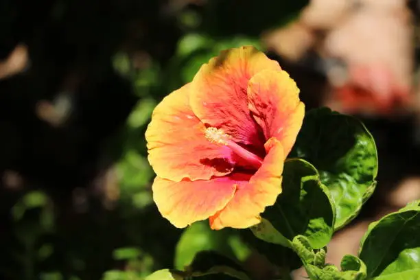 Photo of Tropical hibiscus in public park Stirling gardens in Perth, Western Australia