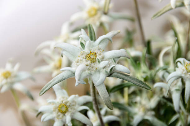leontopodium nivale bianco, fiori di montagna edelweiss, primo piano - stella alpina foto e immagini stock