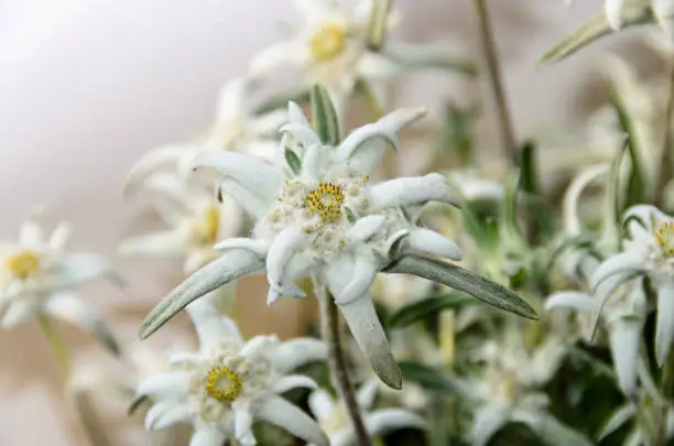 White Leontopodium nivale, edelweiss mountain flowers, close up.