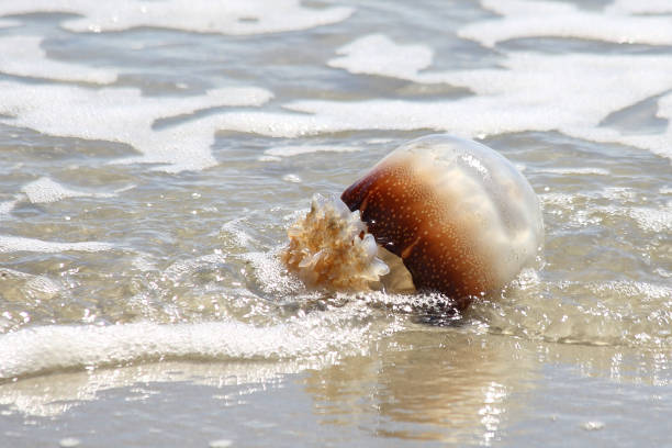 Cannonball Jellyfish 5 stock photo