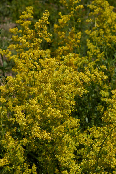 istock Galium verum 902008654