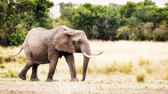 Large African elephant walking through the grasslands of Kenya, Africa