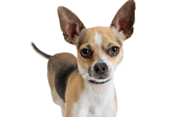 istock Closeup Chihuahua Tri-color Dog 902009098