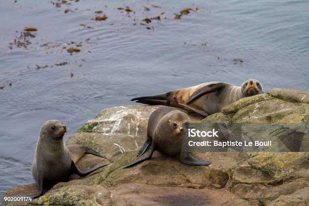 Fur Seal In Moeraki New Zealand Stock Photo - Download Image Now - Animal Themes, Animal Wildlife, Animals In The Wild