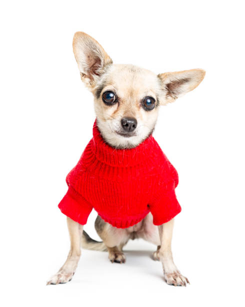 istock Chihuahua Dog Wearing Red Sweater 902009202