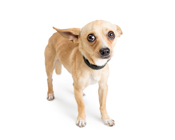 istock Scared Chihuahua Rescue Dog on White 902009876