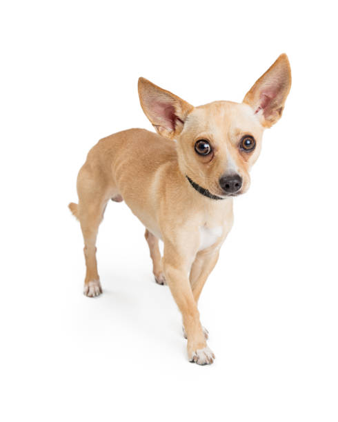 istock Timid Chihuahua Dog on White 902009898