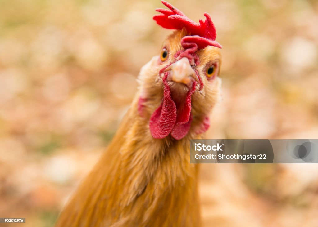 Il pettine sopra - Foto stock royalty-free di Pollo