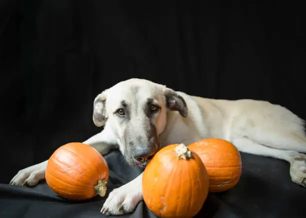 Dog with pumpkins.