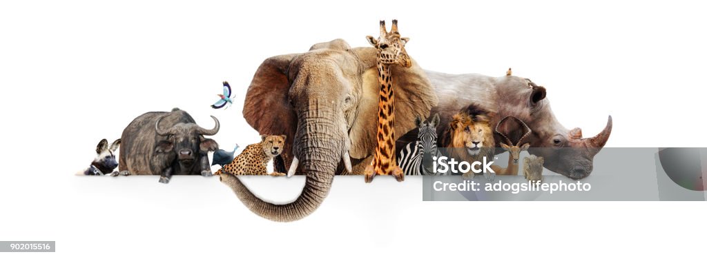 Safari Animals Hanging Over White Banner Row of African safari animals hanging their paws over a white banner. Image sized to fit a popular social media timeline photo placeholder Zoo Stock Photo