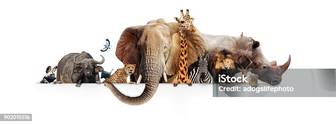Animals Draw Picture 17 Our Best Zoo Animals Stock Photos, Pictures & Royalty-Free Images ...