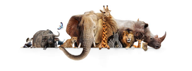 Safari Animals Hanging Over White Banner Row of African safari animals hanging their paws over a white banner. Image sized to fit a popular social media timeline photo placeholder zoo stock pictures, royalty-free photos & images