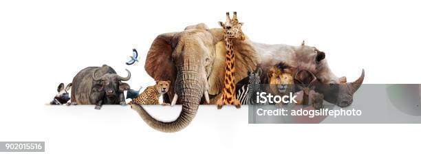 Safari Animals Hanging Over White Banner Stock Photo - Download Image Now - Zoo, Animal, Group Of Animals