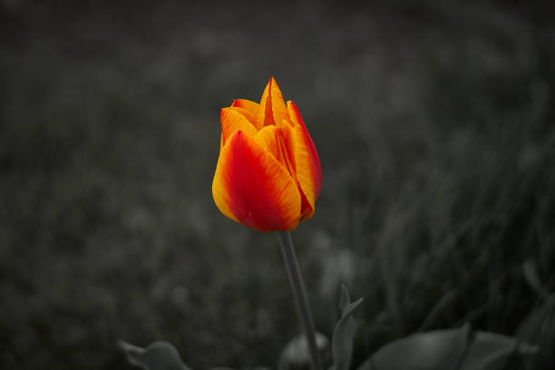 istock Red Orange Yellow single Tulip flower 902015774