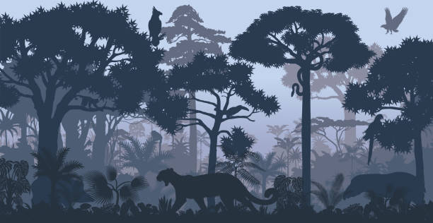 ilustraciones, imágenes clip art, dibujos animados e iconos de stock de vector fondo de selva de bosque lluvioso tropical noche con jaguar, arpía, mono, loro, tucán, anaconda y jabalí - animal background