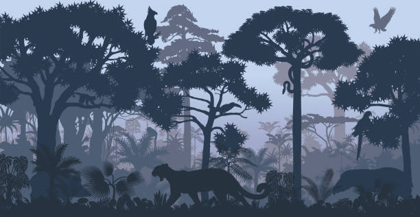 ilustrações de stock, clip art, desenhos animados e ícones de vector evening tropical rainforest jungle background with jaguar, harpy, monkey, parrot, toucan, anaconda and boar - animal backgrounds