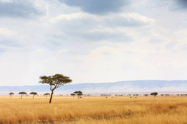istock Kenya Open Field With Elephants in Background 902021772