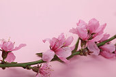 womanhood, environment, spring concept. close up of great buds that are blooming on the brunch of oriental cherry, placed on the background of light pink colour