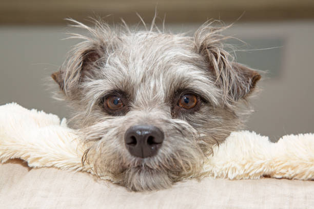 istock Cute Shaggy Dog Resting in Bed 902024712
