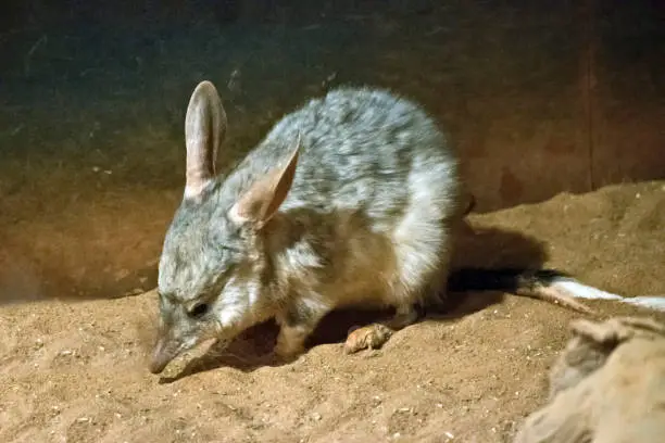the bilby is a small marsupial similar to a rabbit