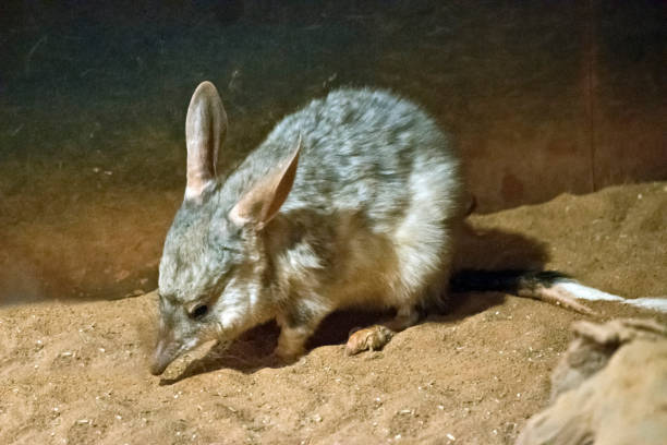 leucura - bilby - fotografias e filmes do acervo