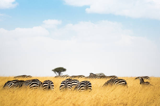 istock Field of Zebra in Tall Kenya Grass 902027380