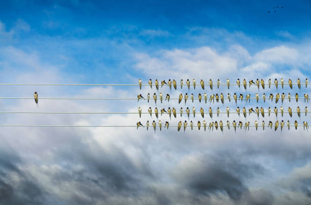 Individuality concept, birds on a wire, alone against mass Individuality concept, birds on a wire alone against mass flock of birds photos stock pictures, royalty-free photos & images