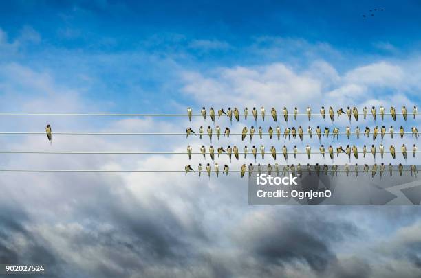 Individuality Concept Birds On A Wire Alone Against Mass Stock Photo - Download Image Now