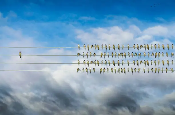 Photo of Individuality concept, birds on a wire, alone against mass
