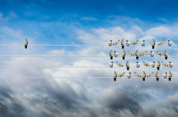 istock Individuality concept, birds on a wire, alone against mass 902027526