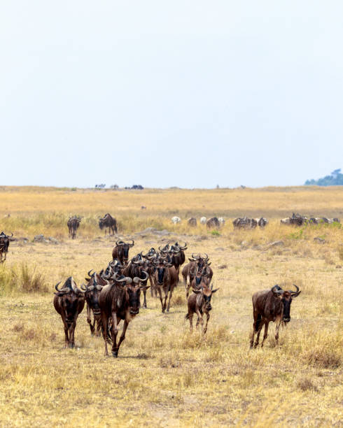 istock Wildebeest Running Through Field in Africa 902029978