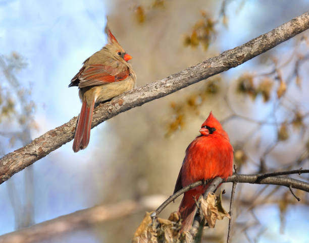 istock two cardinals in nature 902030152