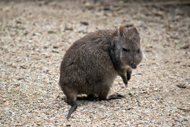 長い鼻 potoroo - long nosed potoroo ストックフォトと画像