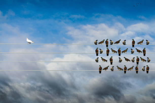 istock Racism concept, White and Black birds on wire 902034222