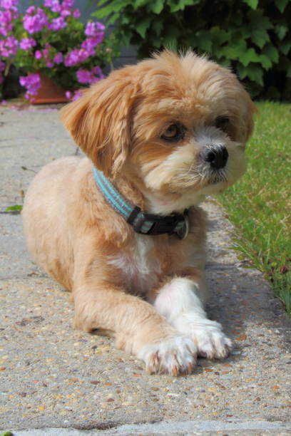 istock Lhasa Apso dog in a garden 902034718