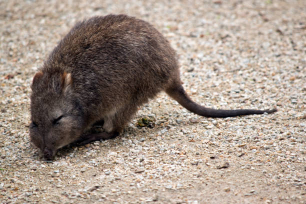 potorous au long nez - long nosed potoroo photos et images de collection