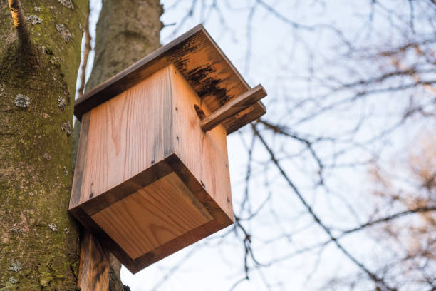 istock Wooden birdhouse on a tree 902035304