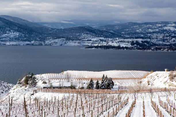 istock Winter Vineyard Okanagan Valley 902035354