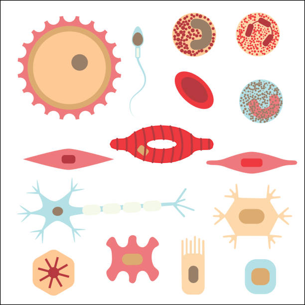 ilustraciones, imágenes clip art, dibujos animados e iconos de stock de tipos diferentes de células humanas - dendrita