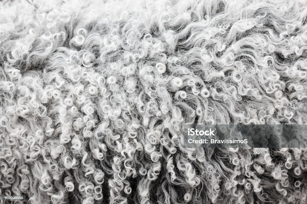 Textura de lana de cordero, Fondo de cerca. - Foto de stock de Lana libre de derechos