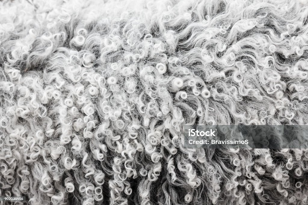 Lambswool texture, sfondo da vicino. - Foto stock royalty-free di Lana