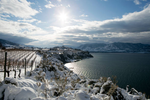 겨울 포도 오카 나간 밸리 - okanagan penticton lake okanagan lake 뉴스 사진 이미지