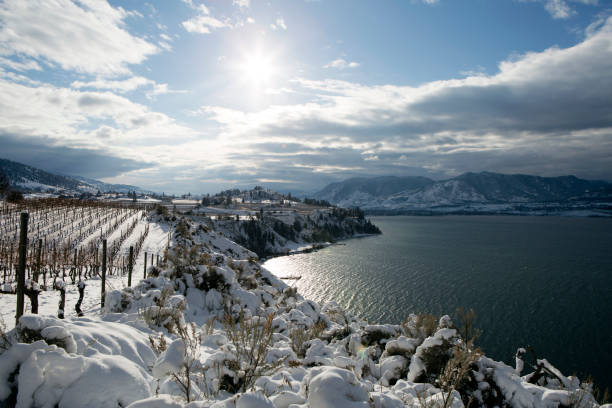 Winter Vineyard Okanagan Valley Snow covered dormant grapevines in an organic winery vineyard in the Okanagan Valley on the Naramata Bench between Penticton and Naramata, British Columbia, Canada. frozen grapes stock pictures, royalty-free photos & images