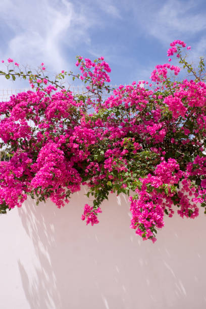istock Bougainvillea plant 902040748