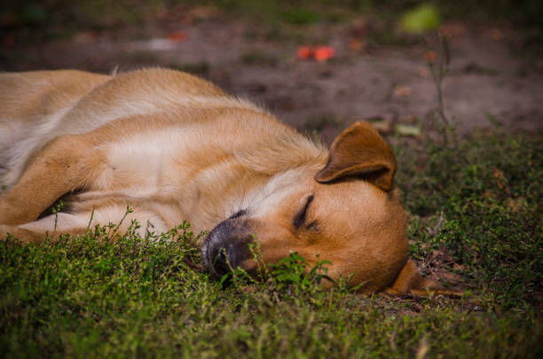 istock light brown mongrel dog peacefully sleeping on the grass lawn park 902045968